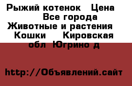 Рыжий котенок › Цена ­ 1 - Все города Животные и растения » Кошки   . Кировская обл.,Югрино д.